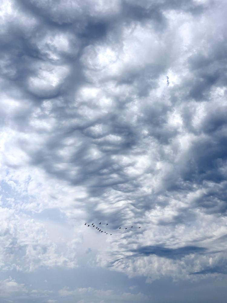 Birds flying beneath textured clouds
