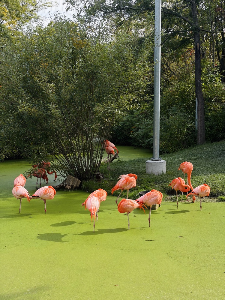 Pink flamingos standing in a green pond